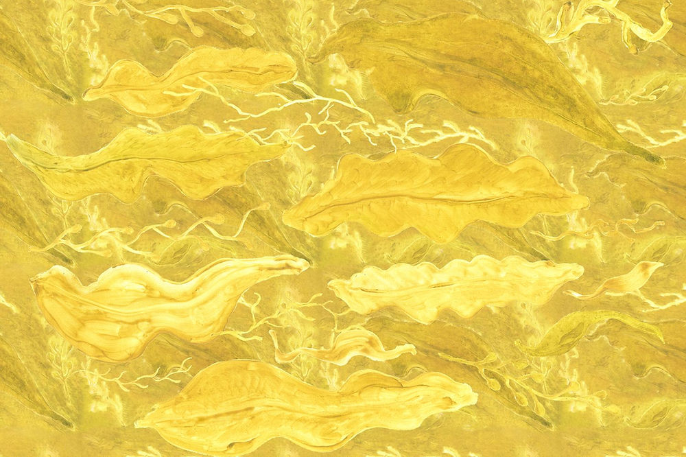 Antarctica Kelp Yellow