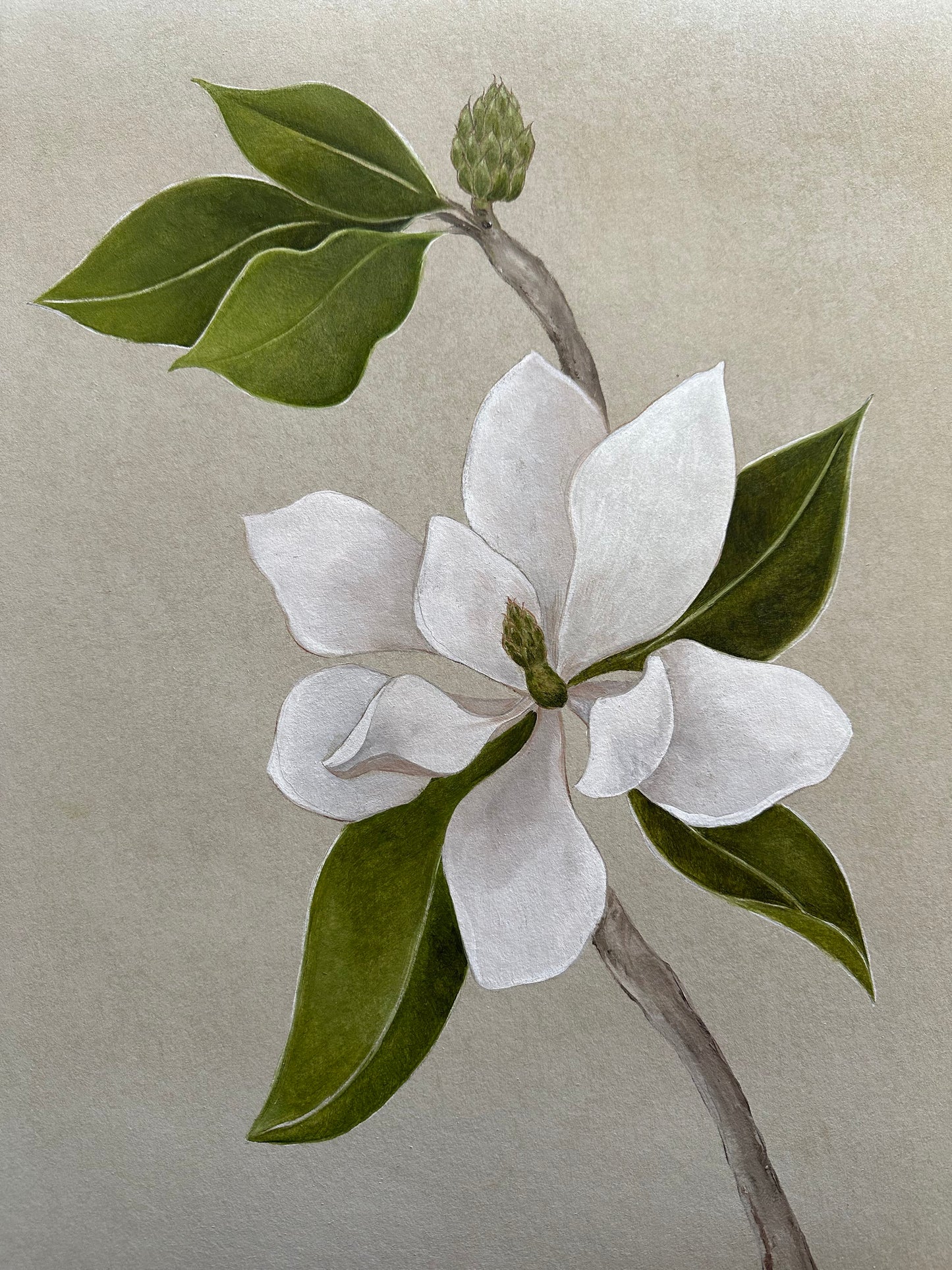 Hand Painted Magnolia Wallpaper