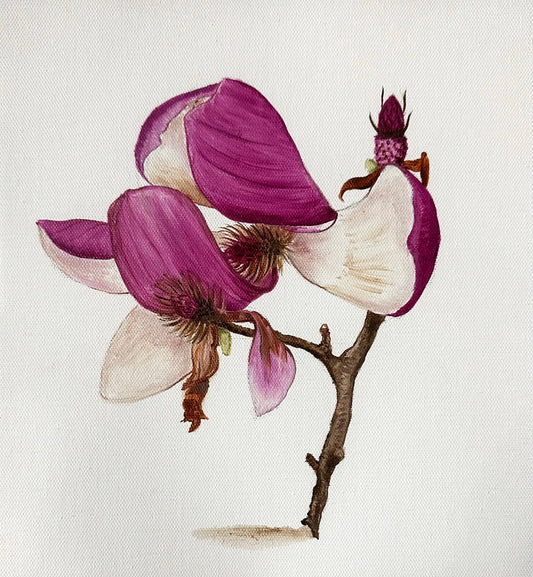 Wilted Pink Magnolia Painting